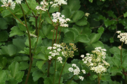 Ligusticum scoticum Schotse lavas, Schotse peterselie bestellen